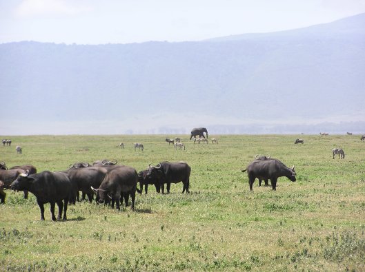 vanlig syn i Ngorongoro